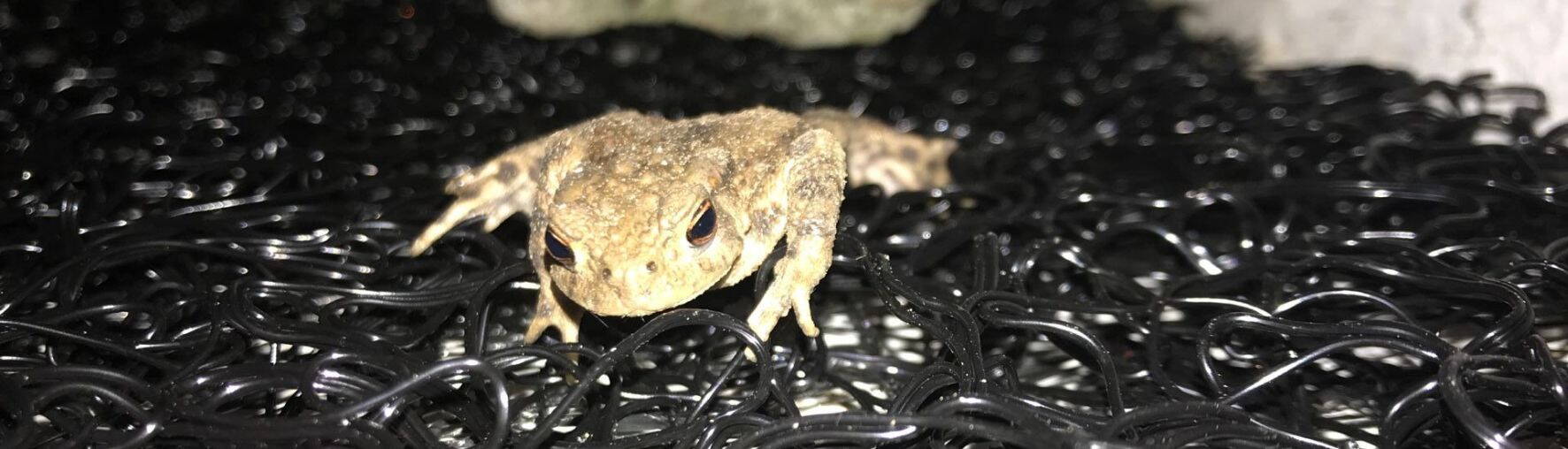 Durabilité Protection des amphibiens et des animaux sauvages Durabilité Protection des amphibiens et des animaux sauvages